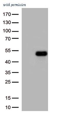 OriGene TA812797AM image 1
