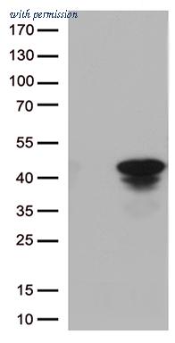OriGene TA812842BM image 1