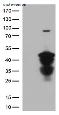 OriGene TA812845AM image 1