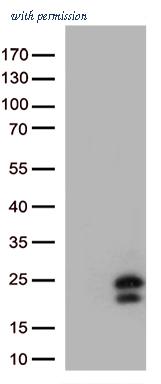 OriGene TA812899AM image 1