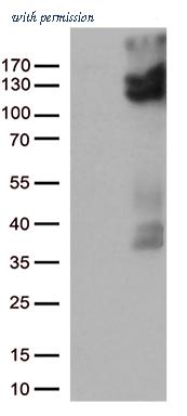 OriGene TA813002BM image 1