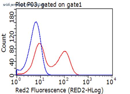 OriGene TA813014AM image 1