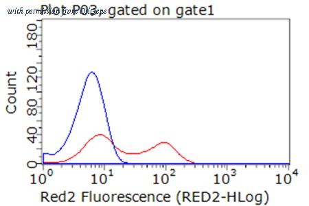 OriGene TA813015AM image 1