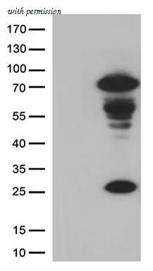OriGene TA813026AM image 1