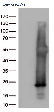 OriGene TA813126AM image 1