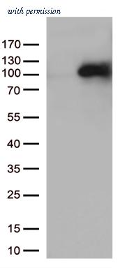 OriGene TA813128AM image 1