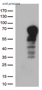 OriGene TA813139BM image 1