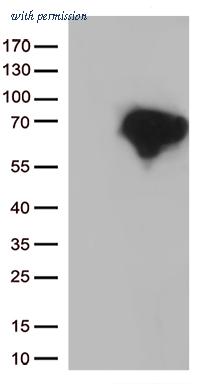 OriGene TA813140BM image 1