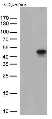 OriGene TA813176BM image 1