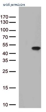 OriGene TA813177BM image 1