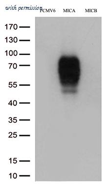 OriGene TA813273AM image 1