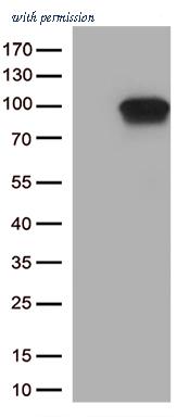OriGene TA813367AM image 1