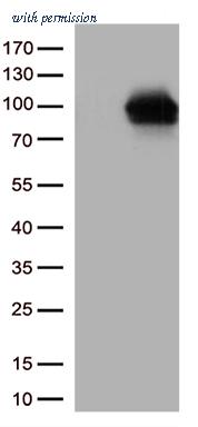 OriGene TA813368BM image 1