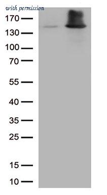 OriGene TA813373AM image 1