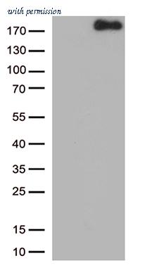 OriGene TA813411BM image 1
