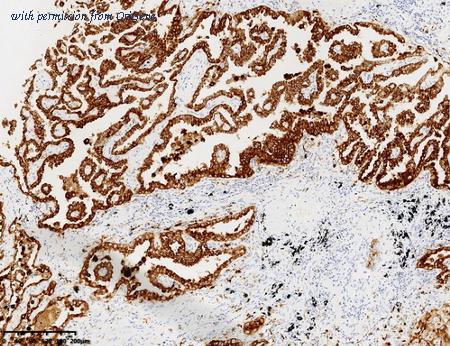 OriGene TA813600AM image 1