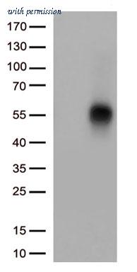 OriGene TA813622BM image 1