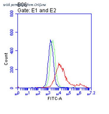 OriGene TA813635AM image 1