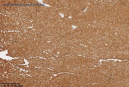 OriGene TA813922AM image 1