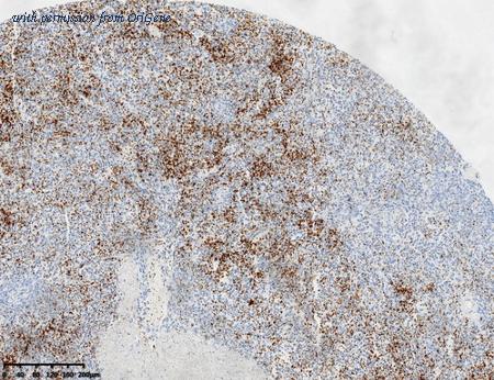 OriGene TA813972AM image 1