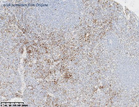 OriGene TA813975AM image 1