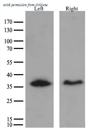 OriGene TA814158AM image 1