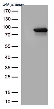 OriGene UM500004CF image 1