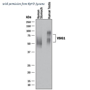 R&D Systems MAB48181-100 image 1