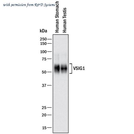 R&D Systems MAB48182-100 image 1
