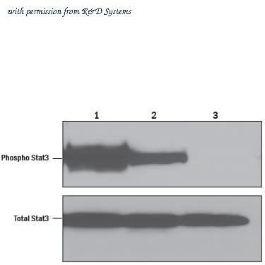 R&D Systems 9339-MN-050 image 1