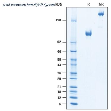 R&D Systems 10301-SR-050 image 1