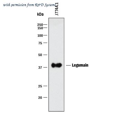 R&D Systems MAB2058 image 1