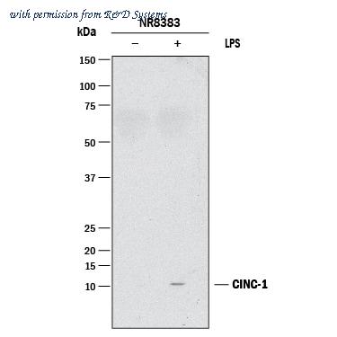 R&D Systems MAB5151-100 image 1