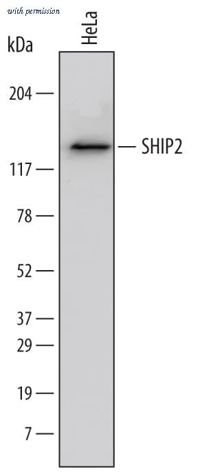 R&D Systems MAB5389 image 1