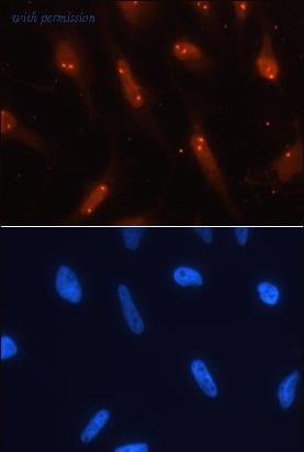 R&D Systems MAB44061 image 1