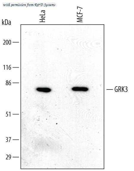 R&D Systems MAB4785 image 1