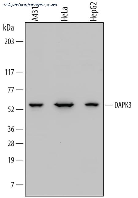 R&D Systems MAB5290 image 1