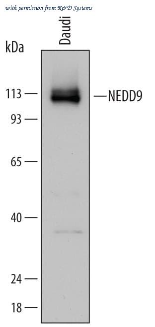 R&D Systems MAB5459 image 1