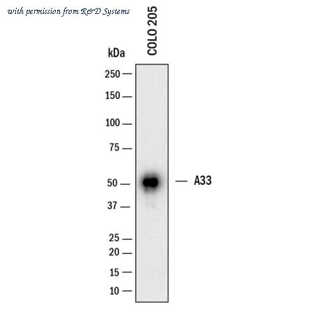 R&D Systems MAB30804-100 image 1