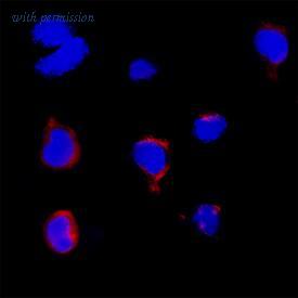 R&D Systems MAB11487-100 image 1