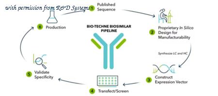 R&D Systems MAB11489-100 image 1