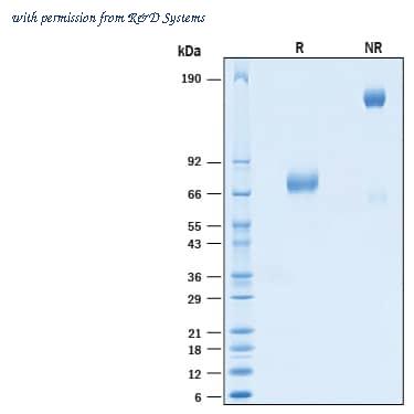 R&D Systems AVI10909-050 image 1