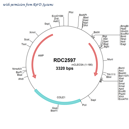 R&D Systems RDC2597 image 1