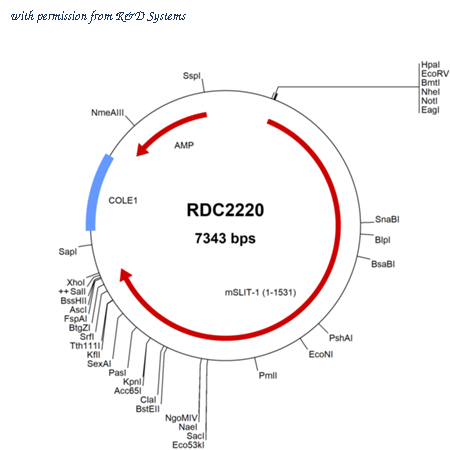 R&D Systems RDC2220 image 1