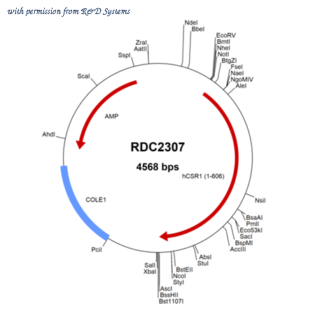R&D Systems RDC2307 image 1