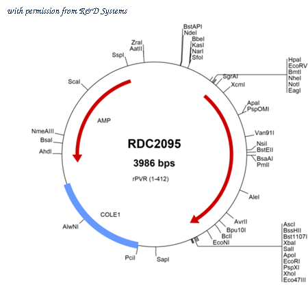 R&D Systems RDC2095 image 1