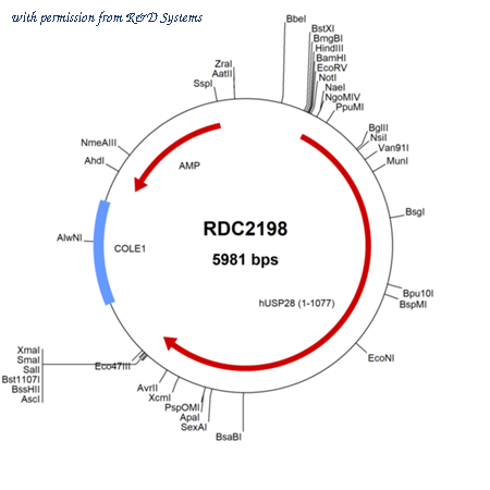 R&D Systems RDC2198 image 1