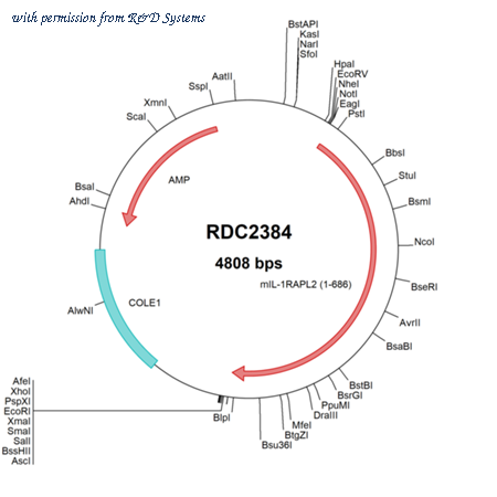 R&D Systems RDC2384 image 1
