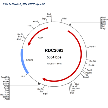 R&D Systems RDC2093 image 1