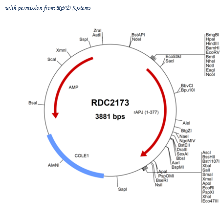 R&D Systems RDC2173 image 1